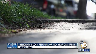 Kensington residents fight removal of 100 year-old trees