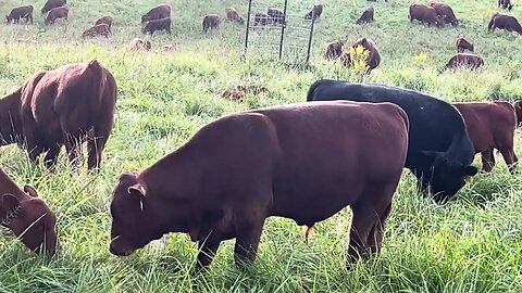 What a beautiful evening to be in amongst our cows, sheep, goats and guardian dogs.