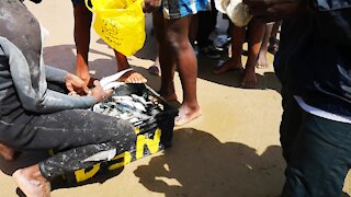 SOUTH AFRICA - Durban - Frenzy of sardine netting off Durban uShaka beach (Video) (pAz)