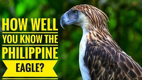 Philippine Eagle || Description, Characteristics and Facts!