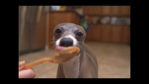 Three dogs versus peanut butter for three minutes!