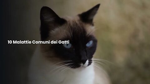 "Ecco le 10 malattie più comuni che ogni proprietario di gatto dovrebbe conoscere!"