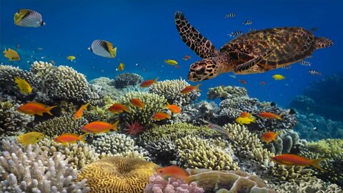 Underwater coral reef, sea turtle-Relaxation