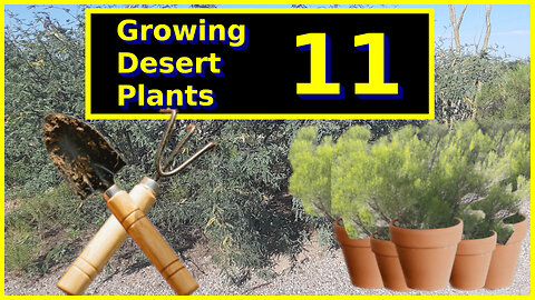 Growing Desert Plants 11