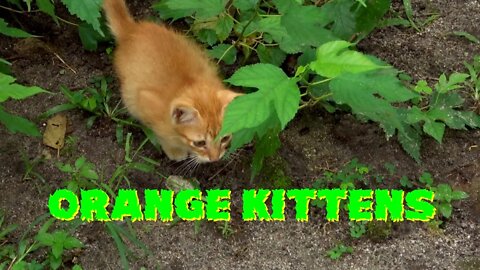 Orange Kittens