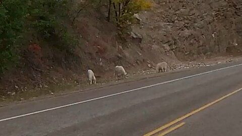 Goats in the canyon