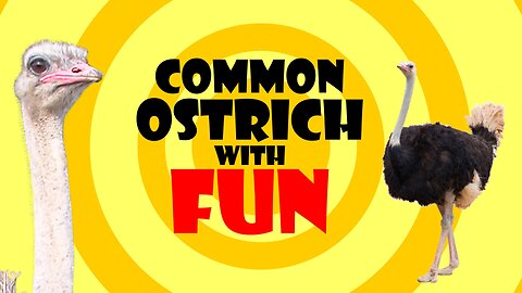 😁Common ostrich fun😂🤣