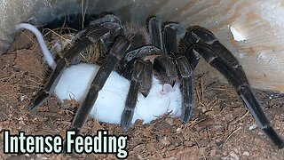 Giant Goliath BirdEater Tarantula Live Feeding