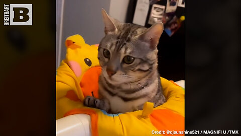 AWWW! House Cat Crawls Into Baby Chair Next to Child