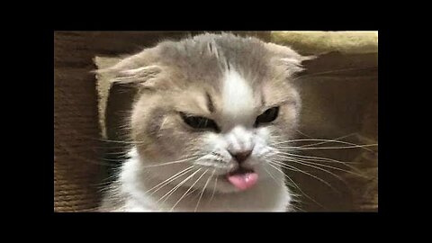 Funny animals - Funny cats dogs - Funny animal videos