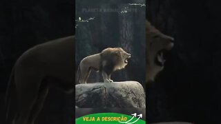 RUGIDO DO LEÃO NO ZOOLOGICO #shorts