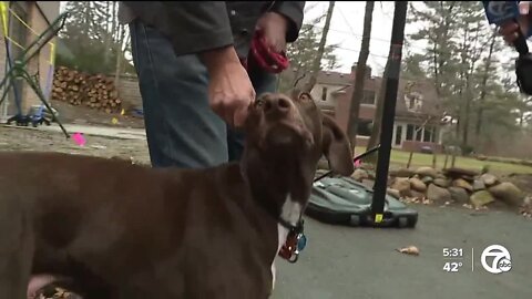 Dog rescue captured on police body cameras at Ann Arbor's Gallup Park