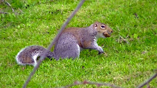 IECV NV #498 - 👀 Grey Squirrel Running Off With A Peanut In It's Mouth🐿️ 3-18-2018