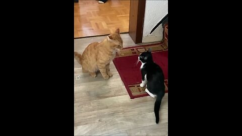 Cat and dog fights