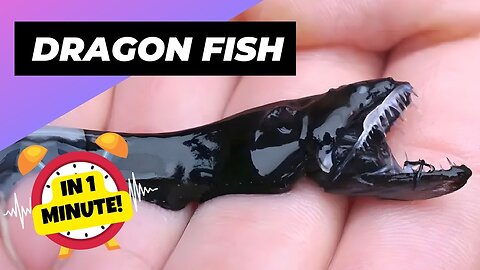 Dragonfish Terrifying Tiny predator