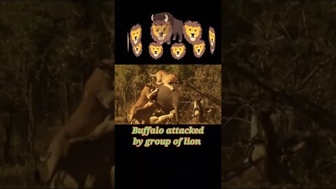 Buffalo attacked by group of lion #shorts #youtubeshorts #shortvideo