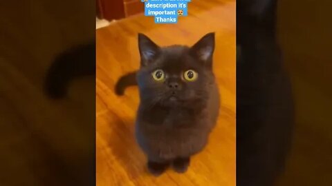 cute cat videos 😹 funny videos 😂1043😻#shorts #shortsfunny #cutecat #catvideos#catsfood #catscare