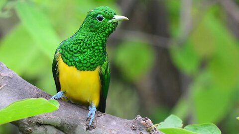 Ave Exótica - CUCO ESMERALDINO [African Emerald Cuckoo]