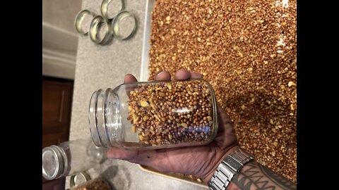 How to make grain spawn jars with birdseed. 1st step in psilocybin mushroom(shrooms) growing 🍄