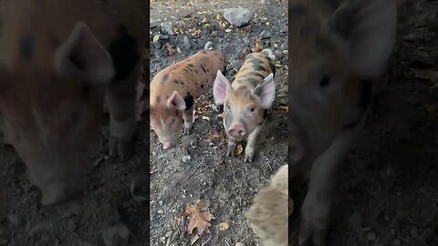 Piglets rule !!! #pigs #piglets #farm #farmlife #country #countrymusic #countrylife