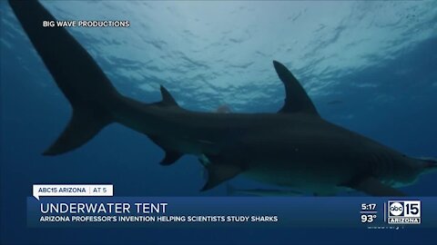 UArizona professor's invention featured on Shark Week