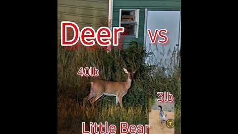 TRUMP VS SWAMP, DAVID VS GOLIATH, LITTLE BEAR VS DEER