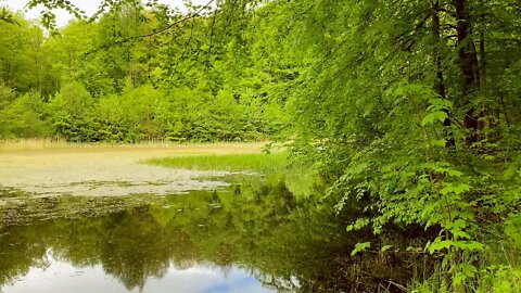 Forest sounds. Forest lake, birds singing and frogs croaking.