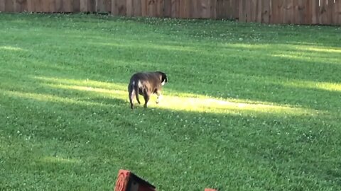 mountain cur stalking squirrel