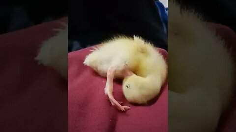 Indian Runner duckling cleaning, an older video, August 2019