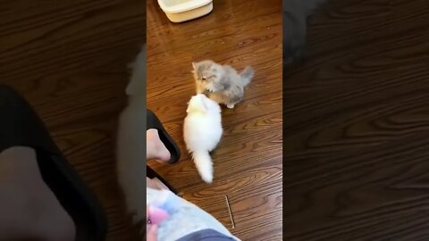 Beautiful kittens fight #shorts #cat