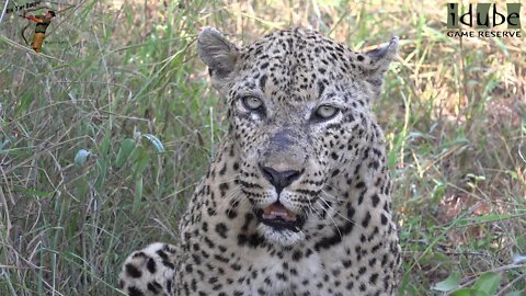 Camp Pan Male Leopard - Last Days Of A Legend