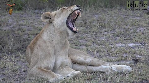 Daughters Of The Mapogo Lions - Rebuilding The Othawa Pride - 78: Last Sighting Of The Sub Female