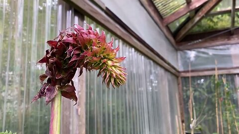 The exotic blooms of Melianthus major