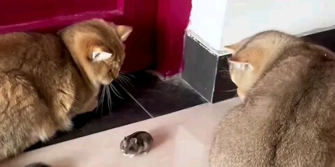 funny*cat's*and*rat.*trending*short_🤣🤣