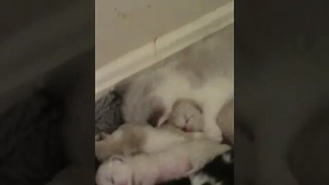 Frost Sleeping With The Newborn Kittens #Shorts 😻