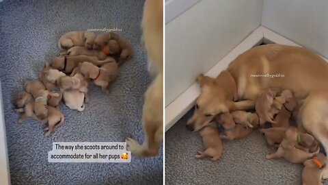 The way she scoots around to accommodate for all her pups