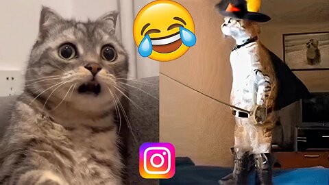 If you laugh, you will die🤣|The funniest moments of cats😹🤣