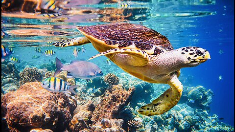 5 Fun Facts About The Hawksbill Turtle