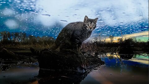 Cat Says "Rain Drops Are Fallin' On My Head"