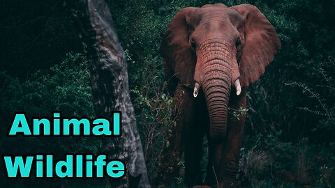 Animal Wildlife Video Enjoy. .....