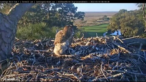 Mom Unaware Cooper's Hawk Flew By While Having Breakfast 🦉 3/13/22 08:13