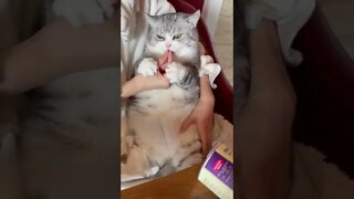 FUNNY CUTE KITTEN - Tiktok Compiled #Shorts