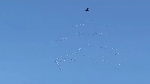 Geese formation hit thermals