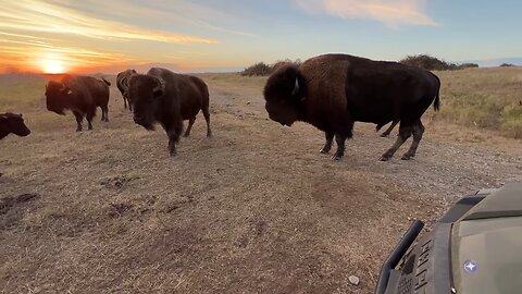 🐃🐃🐃American bison🐃🐃🐃🐃