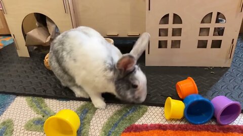 Fun with stacking cups! 🌈🐇 Treats for Rabbito Banana