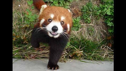 Most Adorable Red Panda - CUTEST Compilation