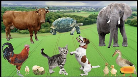 Cute Animals Cat Elephant Dog Chicken Cow Tortoise Animals Sound