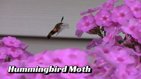 Hummingbird Moth