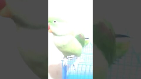 Top 10 best funny videos of parrots