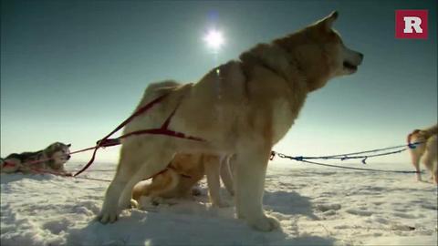 Communicating with your dog | Rare Animals